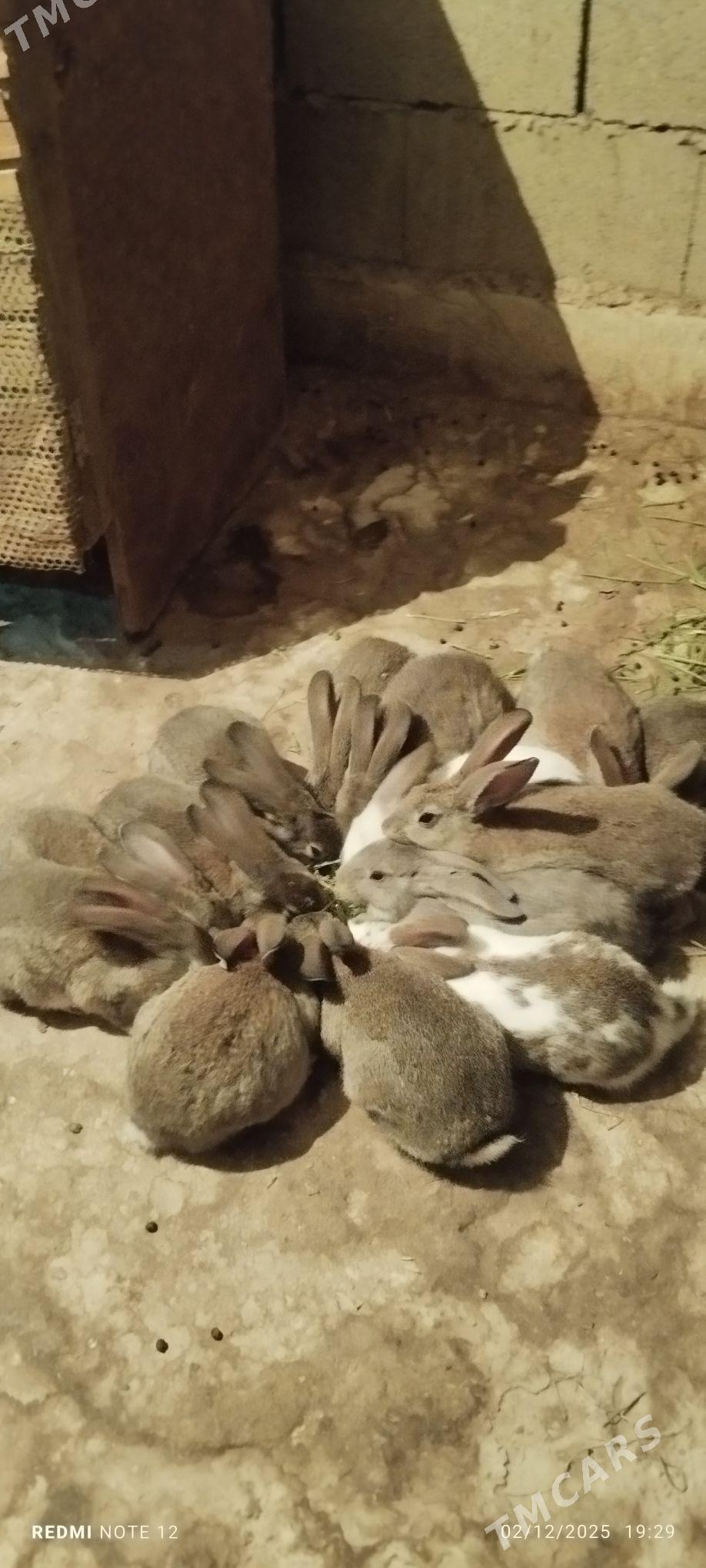 Towşan - Ашхабад - img 4