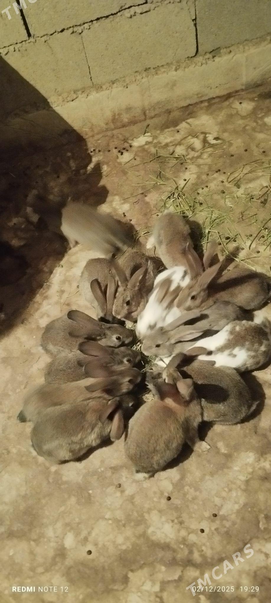 Towşan - Ашхабад - img 9