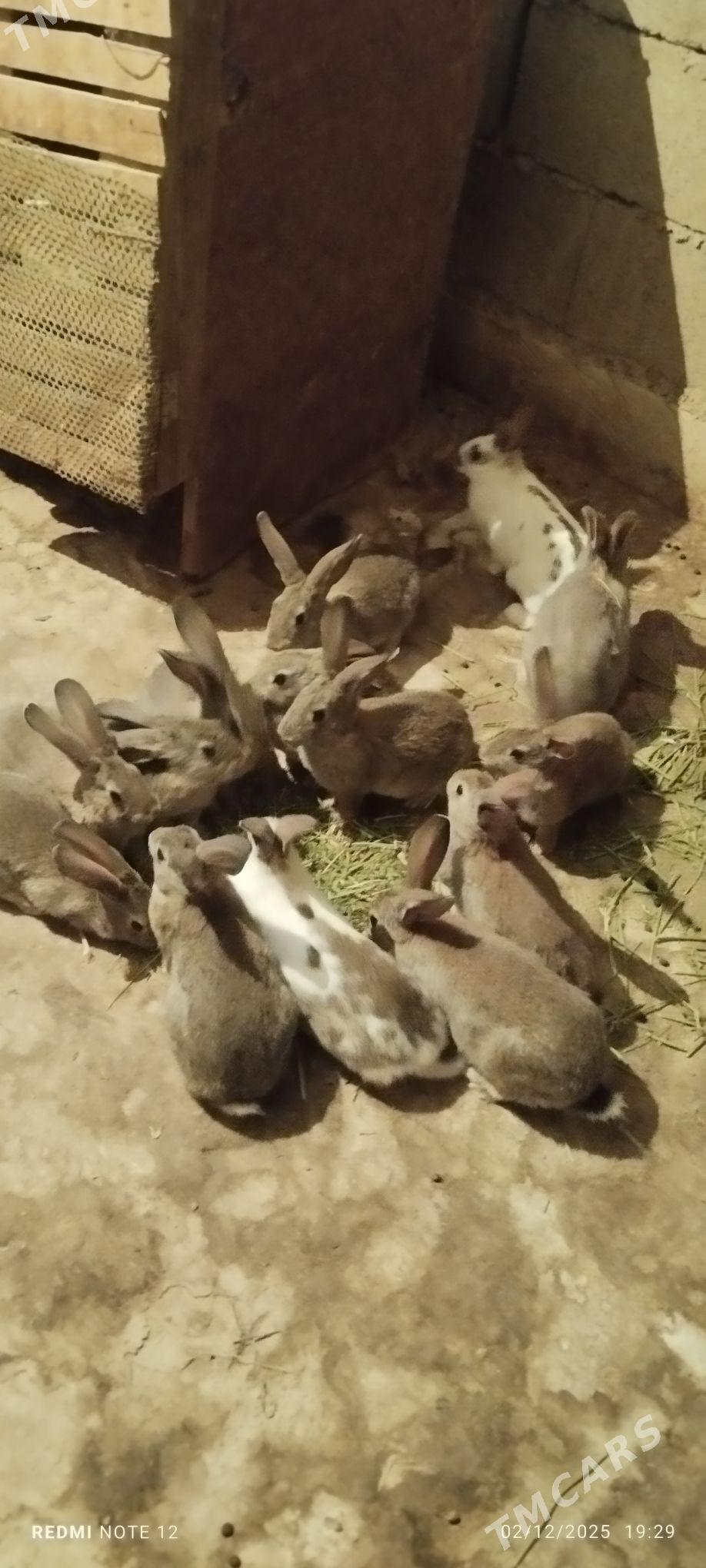 Towşan - Ашхабад - img 10