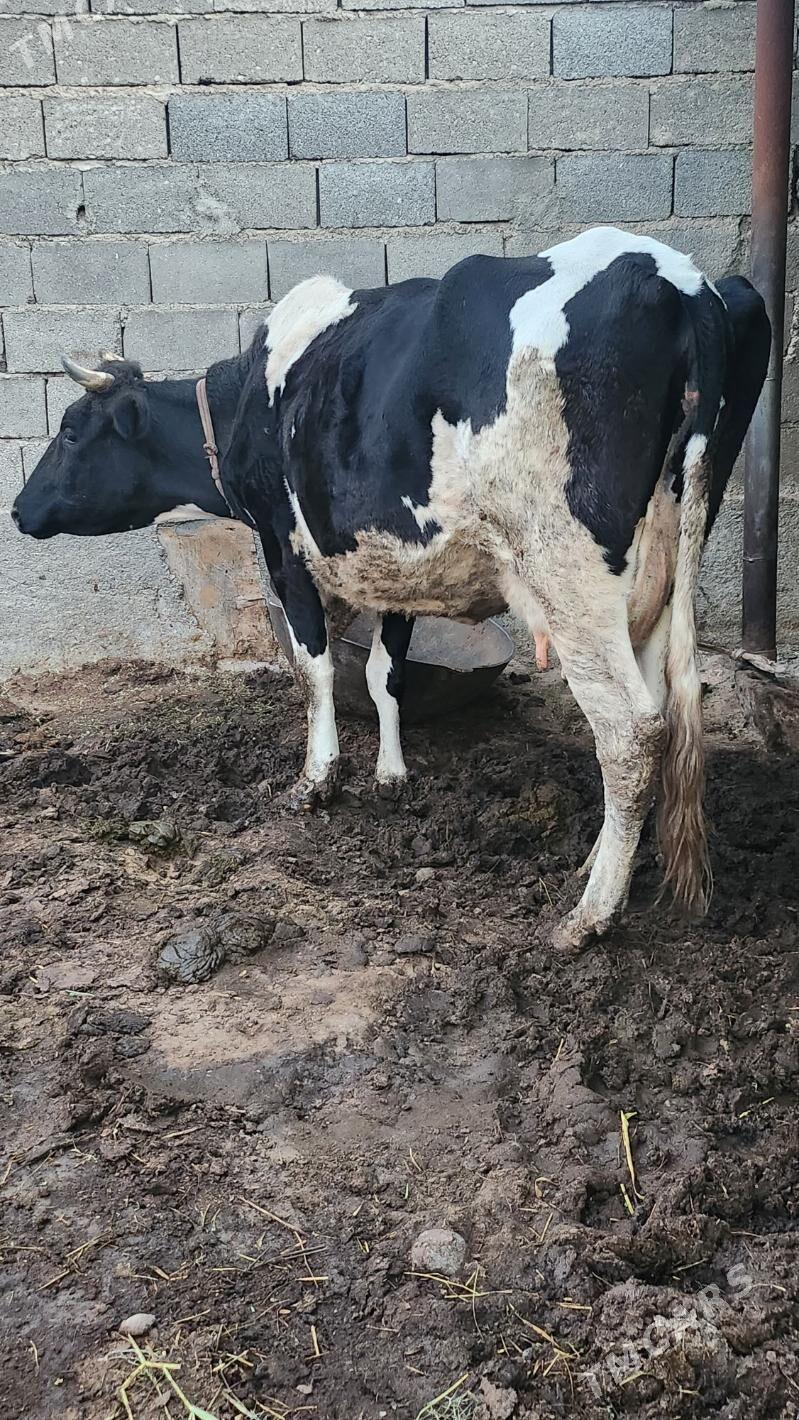 sygyr - Aşgabat - img 1