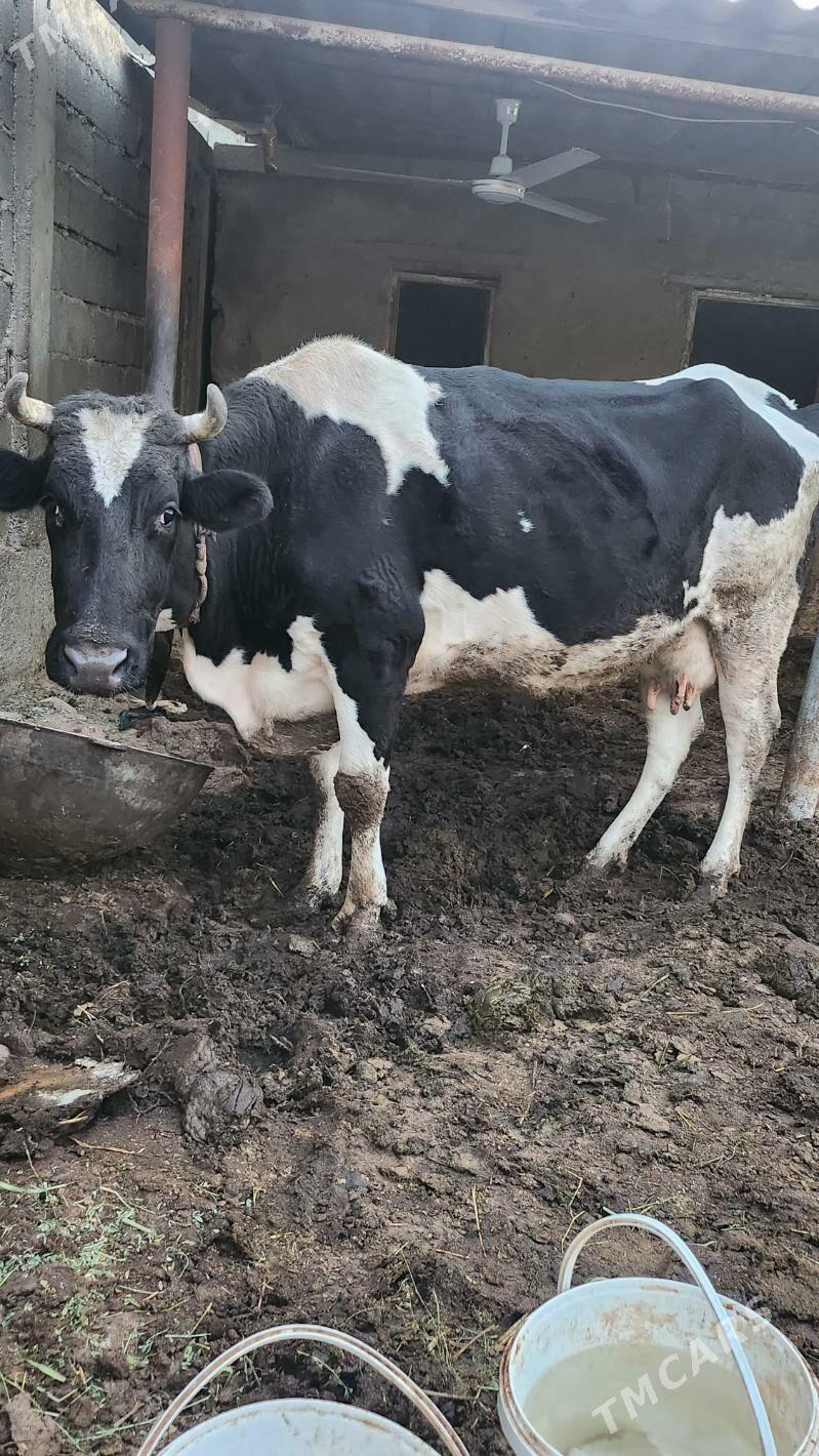 sygyr - Aşgabat - img 2