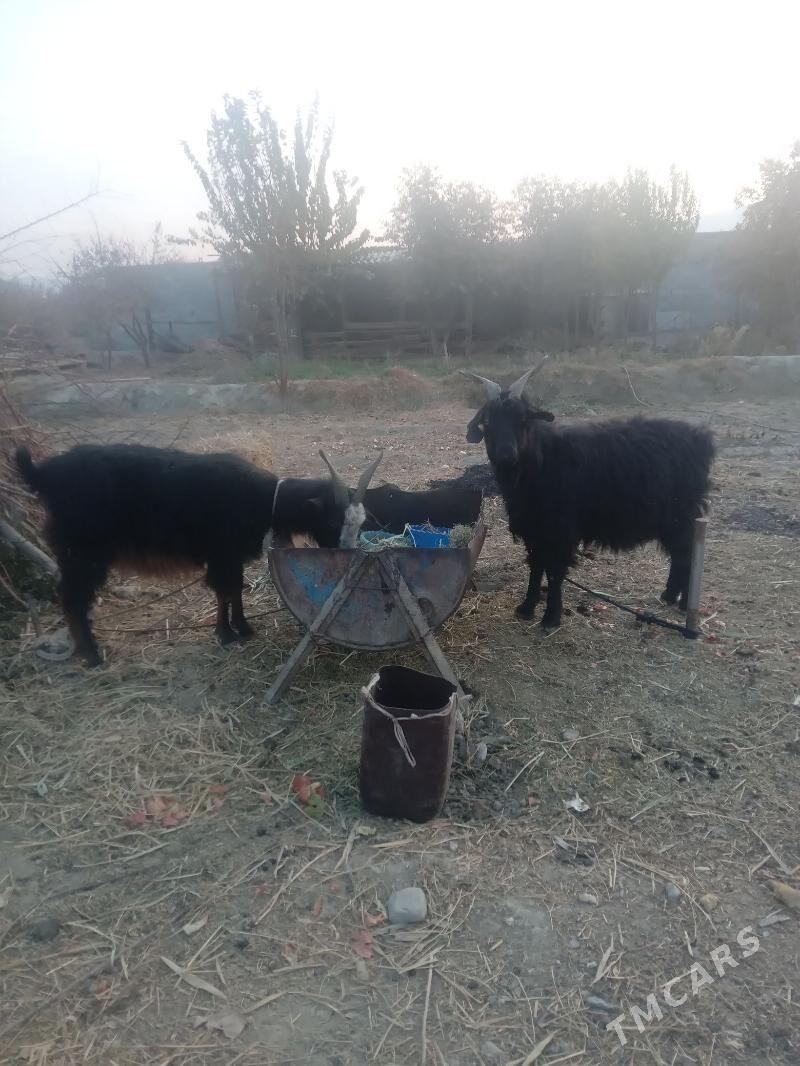 gysyr geçi - Бахарден - img 3