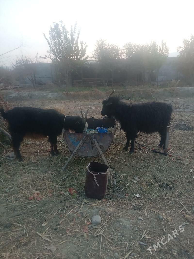 gysyr geçi - Бахарден - img 4