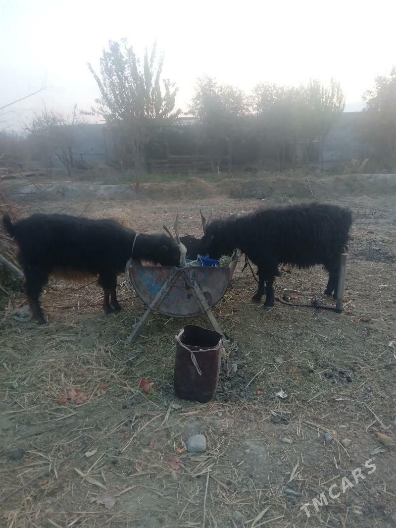 gysyr geçi - Бахарден - img 2