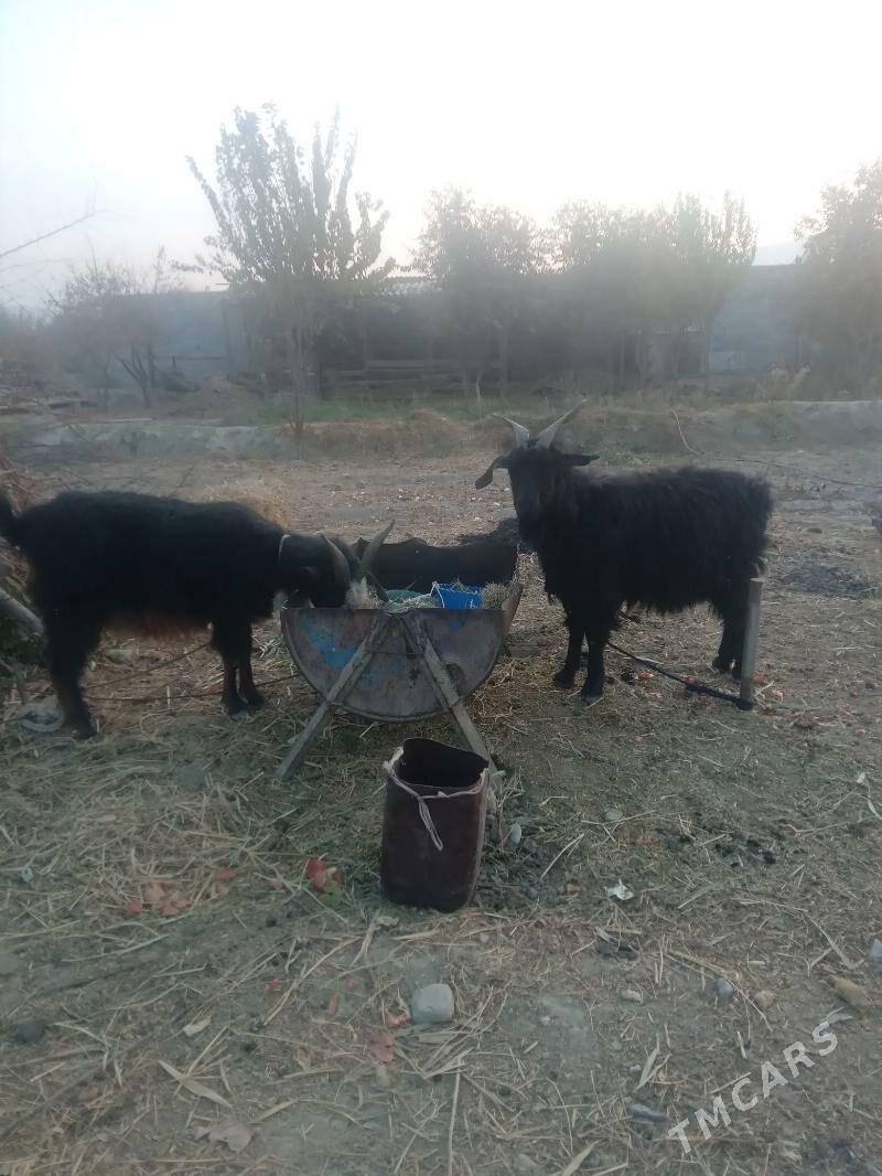 gysyr geçi - Бахарден - img 5