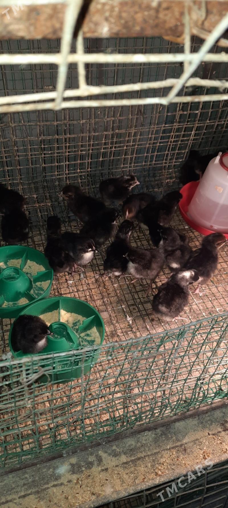 daminad ve ataks jüjeler - Çoganly - img 1