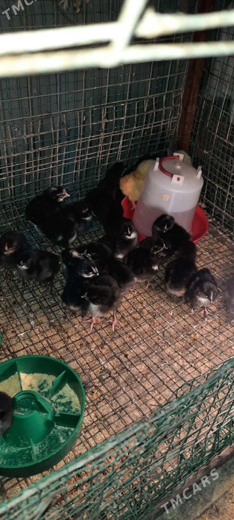 daminad ve ataks jüjeler - Çoganly - img 2