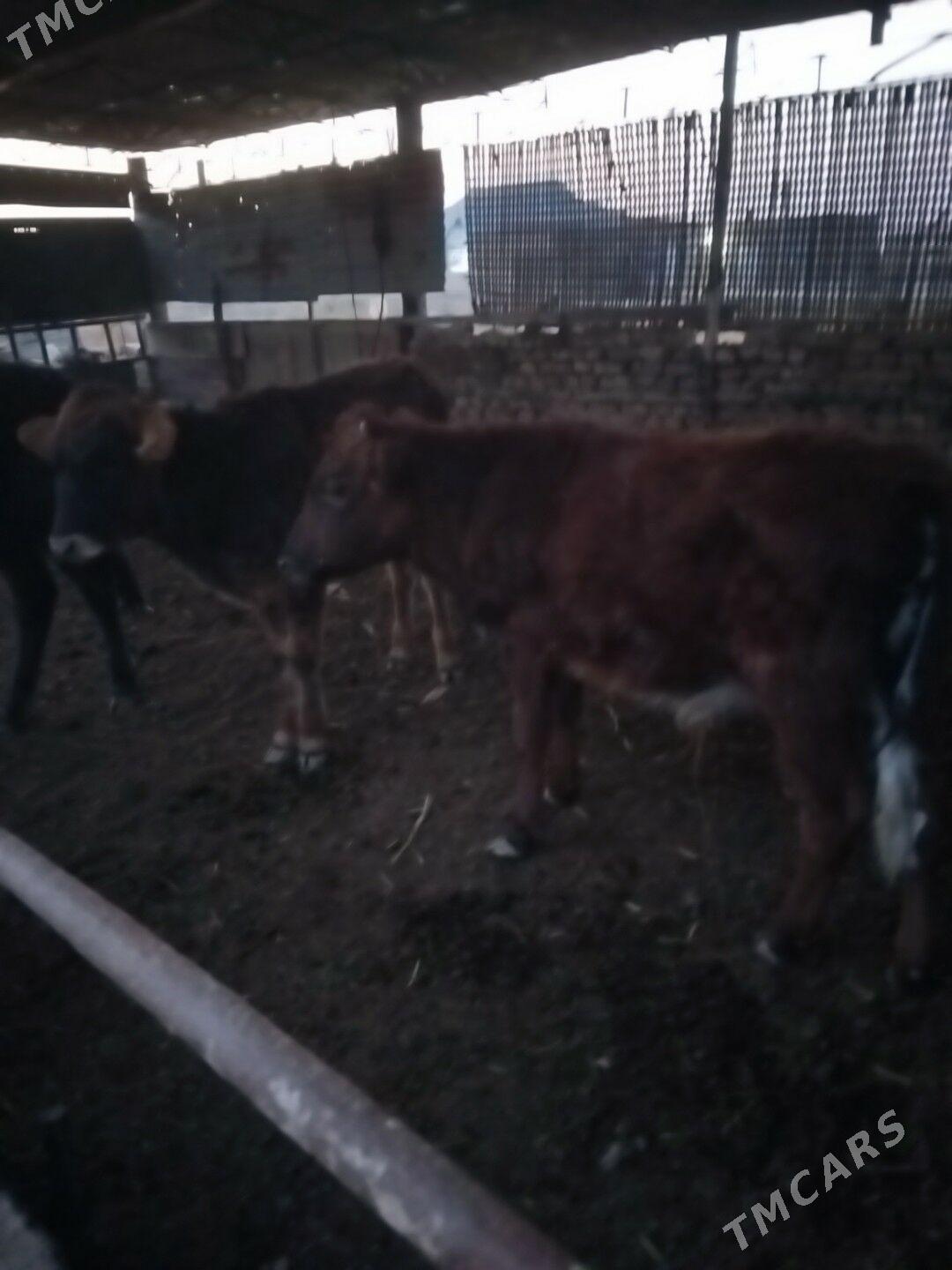 Gole - Мары - img 2