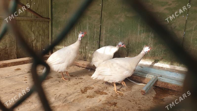 ak sisarka - Кака - img 1