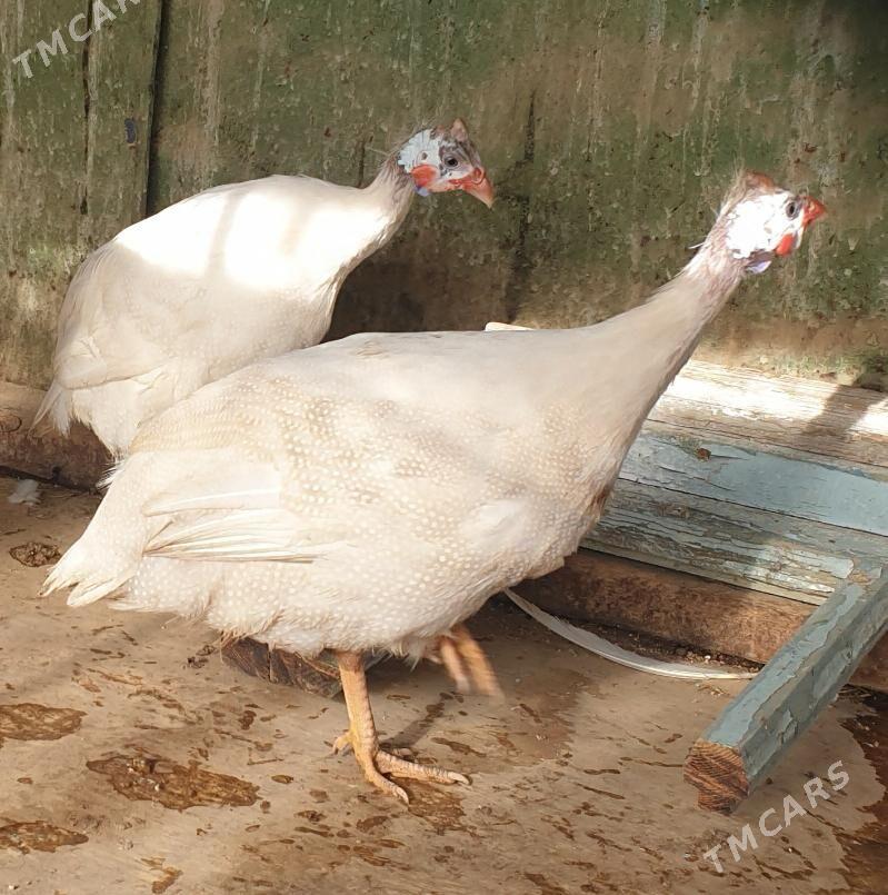 ak sisarka - Кака - img 2