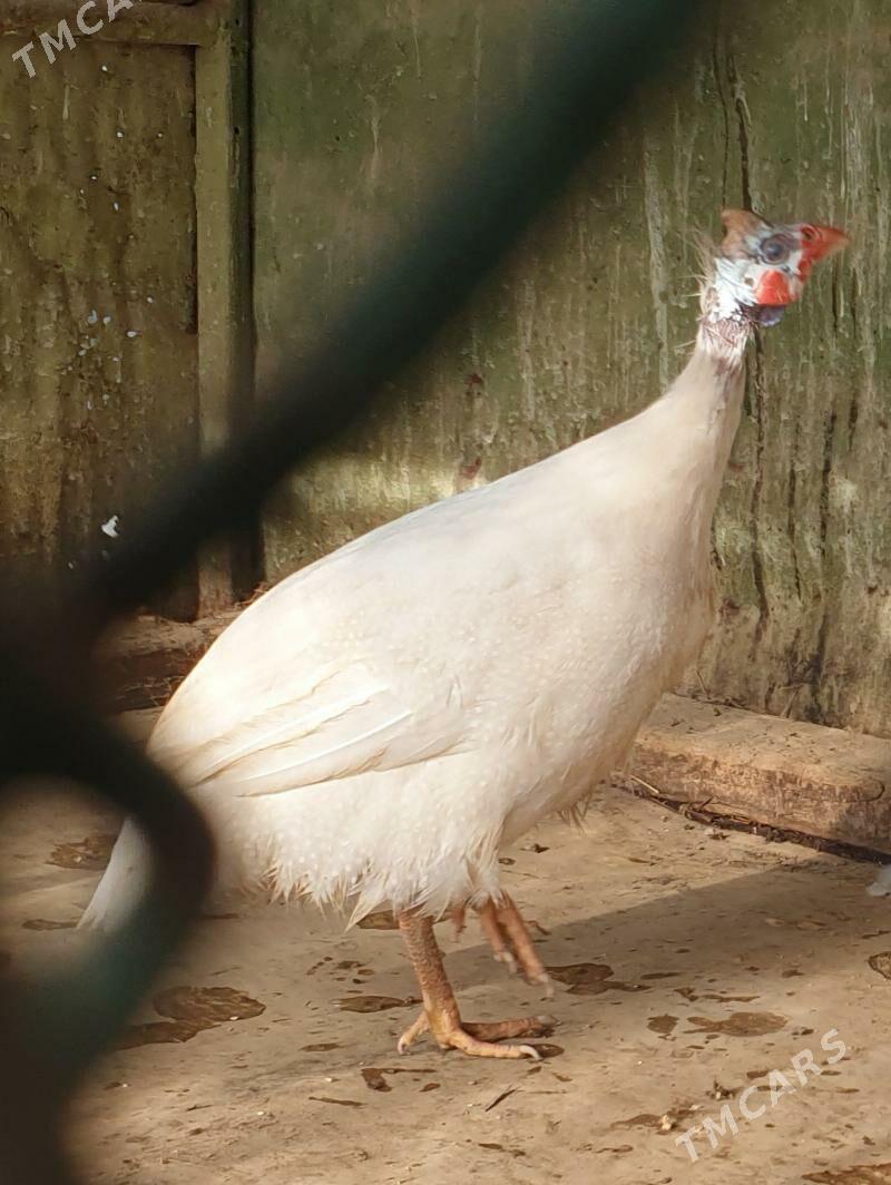 ak sisarka - Кака - img 3