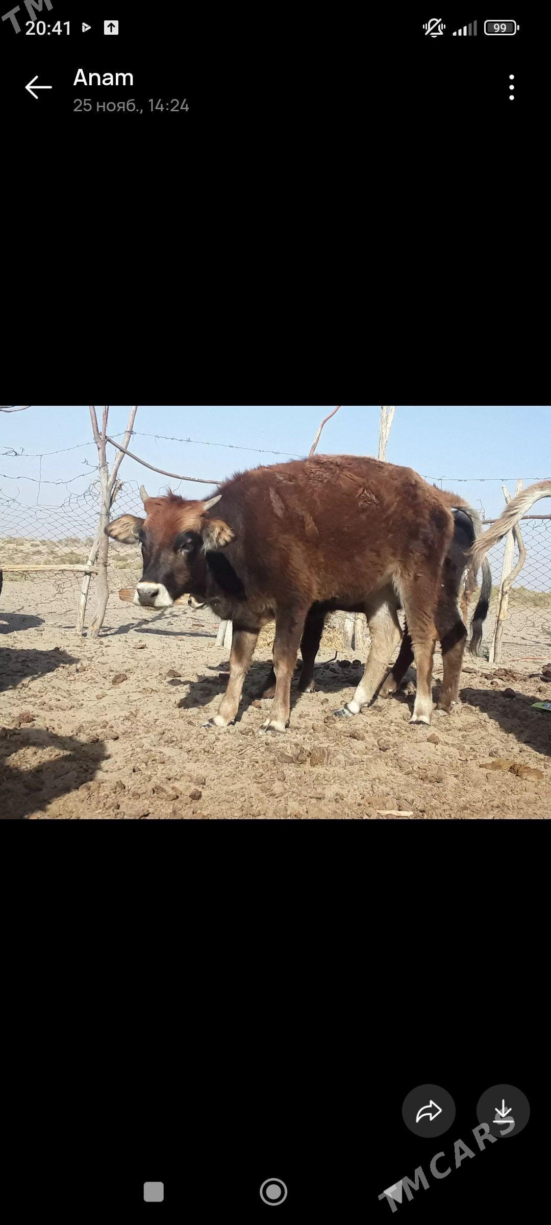 tuwe - Bäherden - img 2