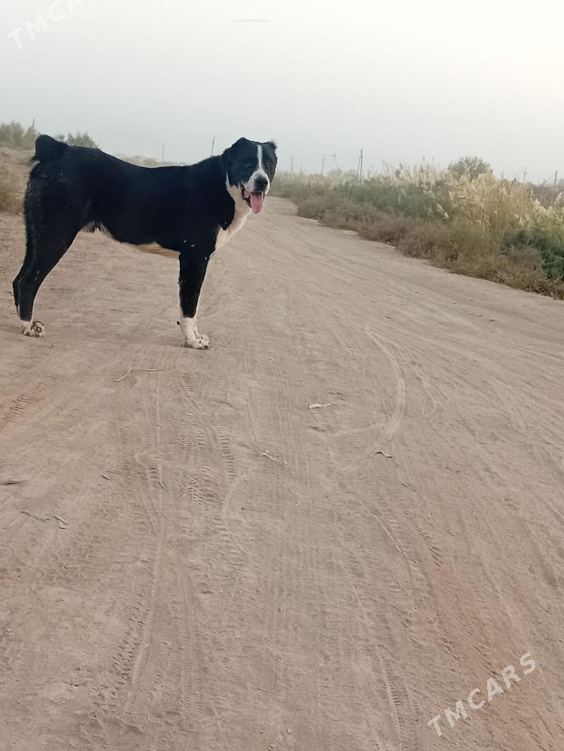 Garahan - Tejen - img 3