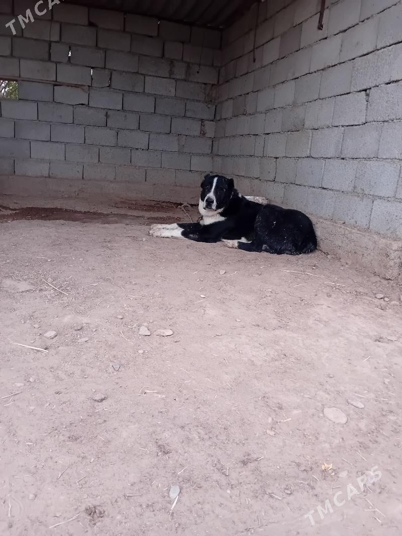 Garahan - Tejen - img 4