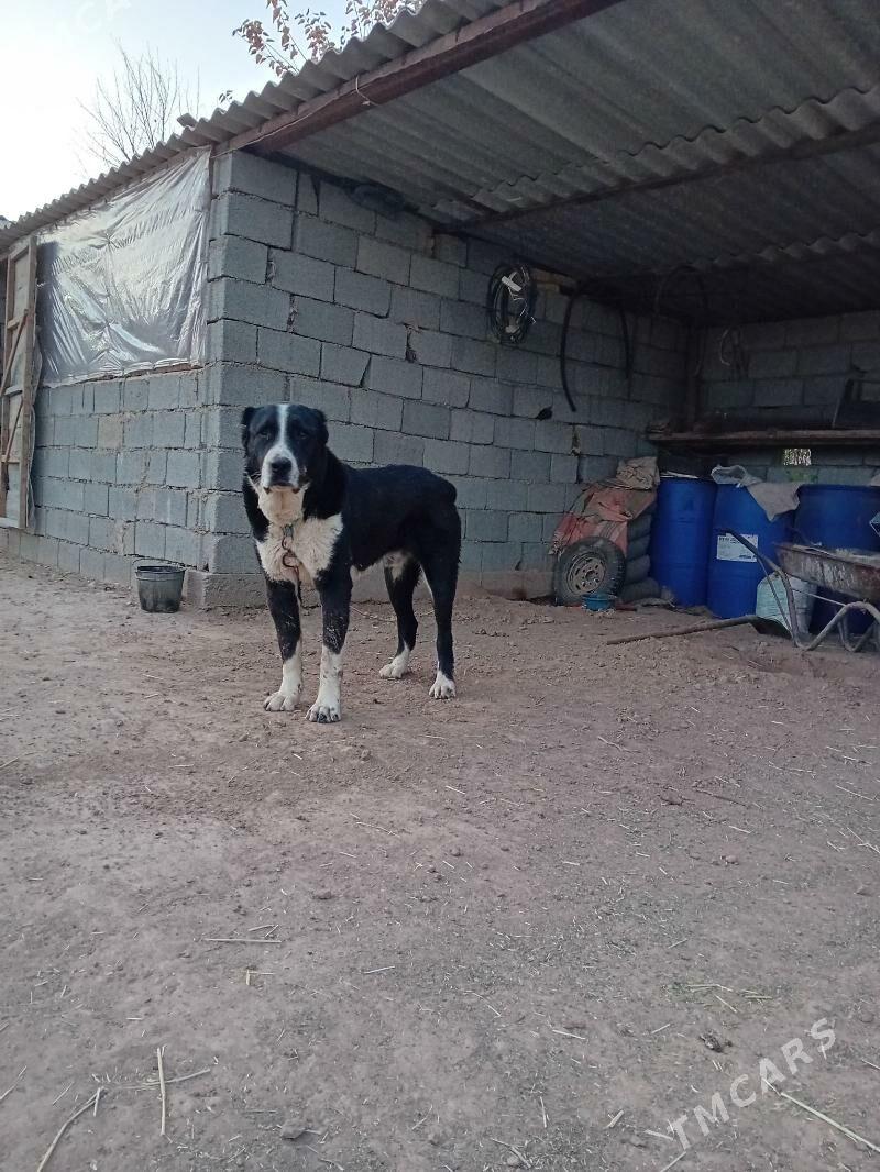 Garahan - Tejen - img 2