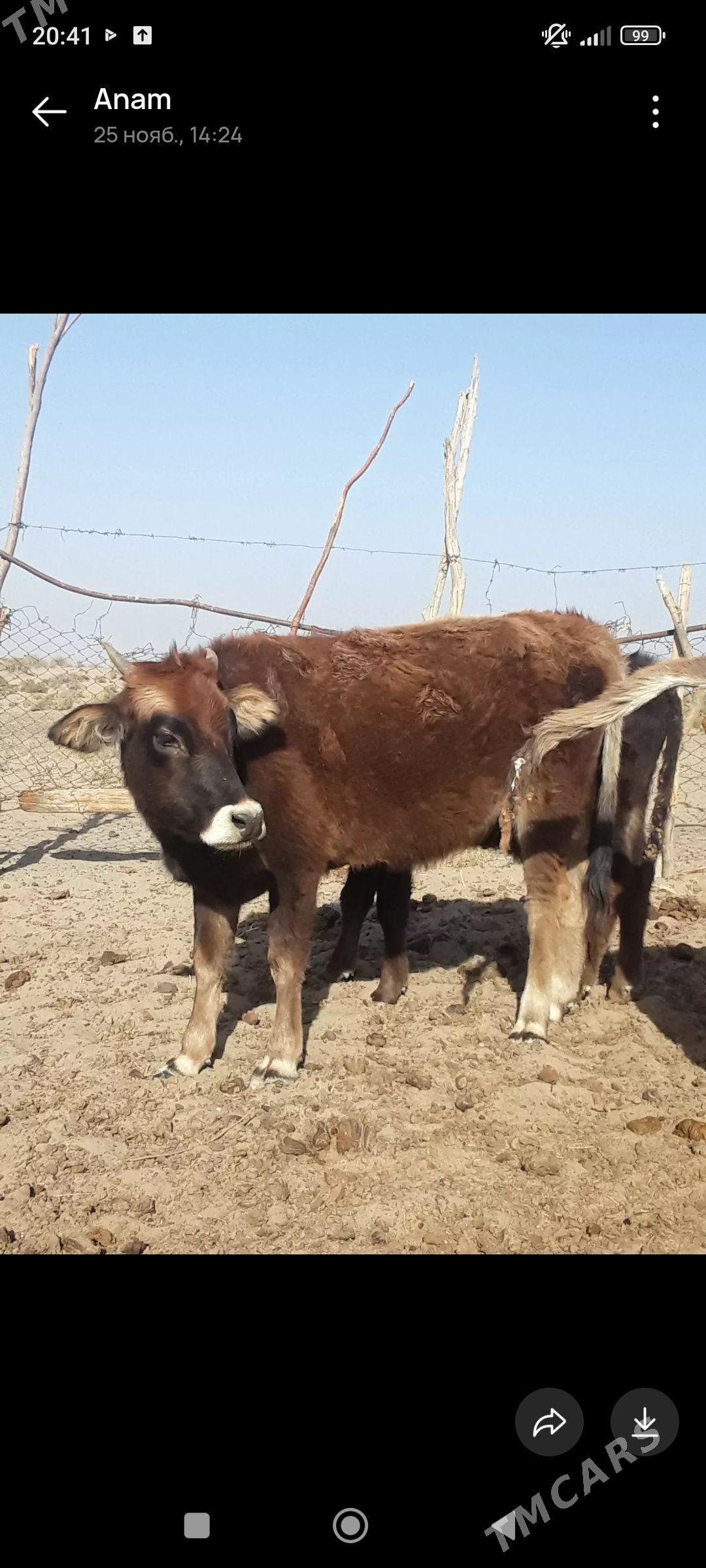 tuwe - Bäherden - img 3