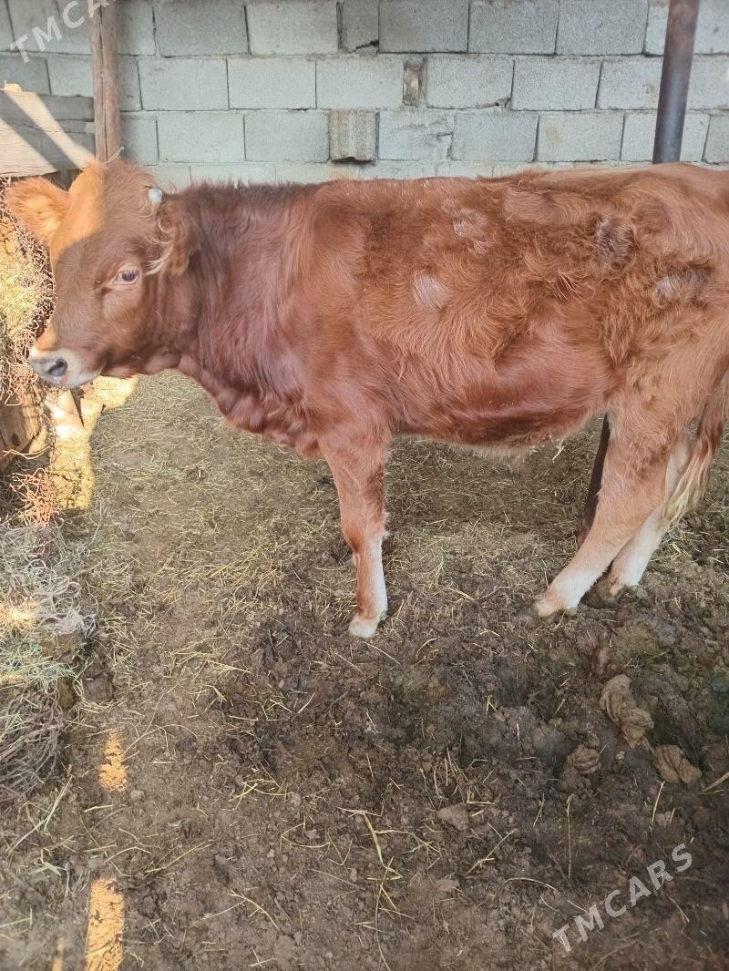 Öküzçe - Ашхабад - img 3