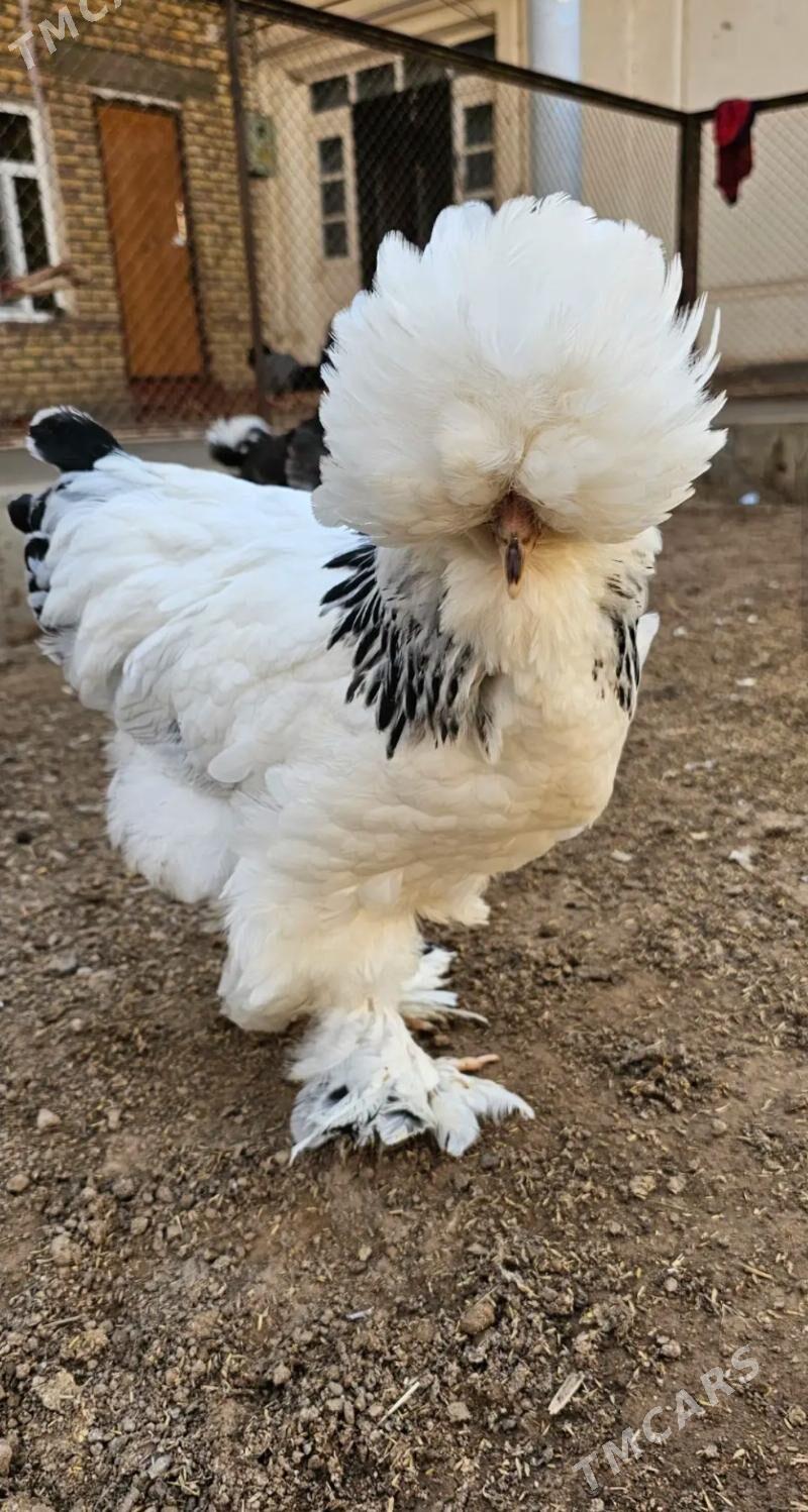 Brama - Гёкдепе - img 1