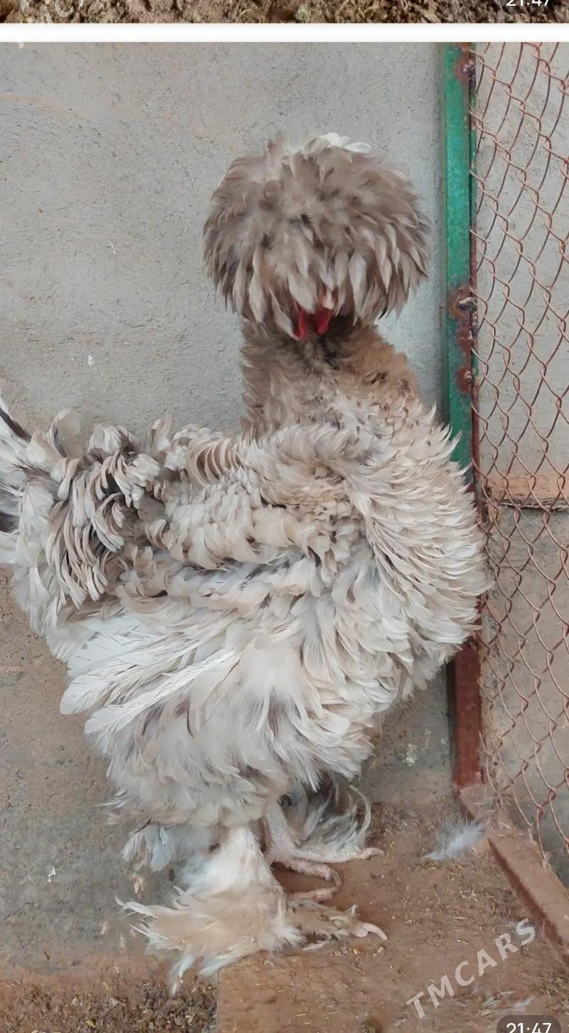 Brama - Гёкдепе - img 4