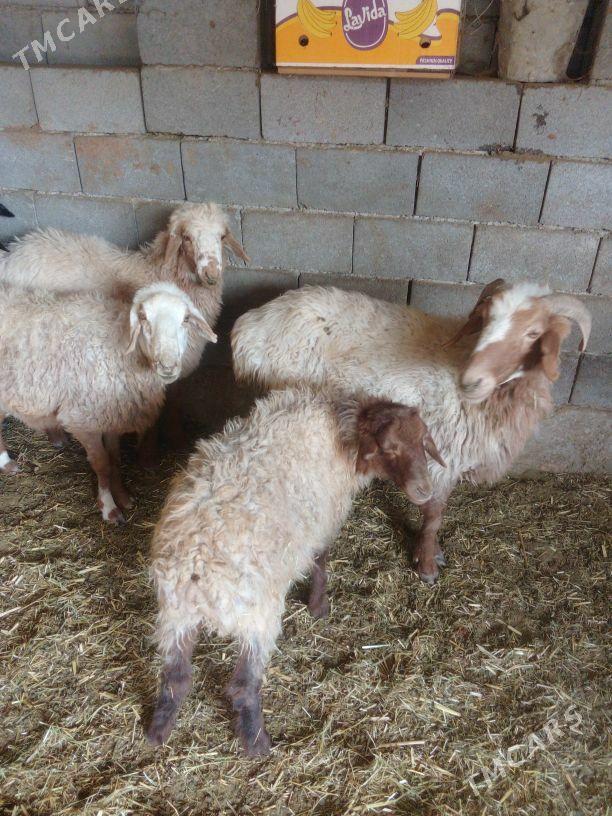 GOŶUN - Бахарден - img 5