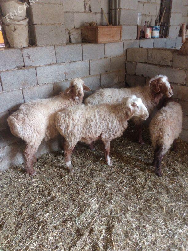 GOŶUN - Бахарден - img 2