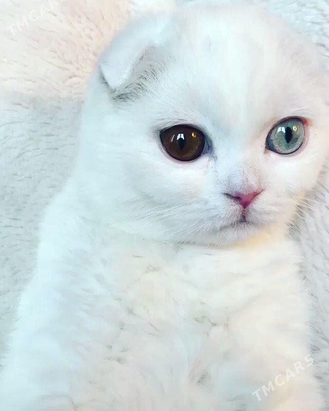 пишик - Türkmenabat - img 2