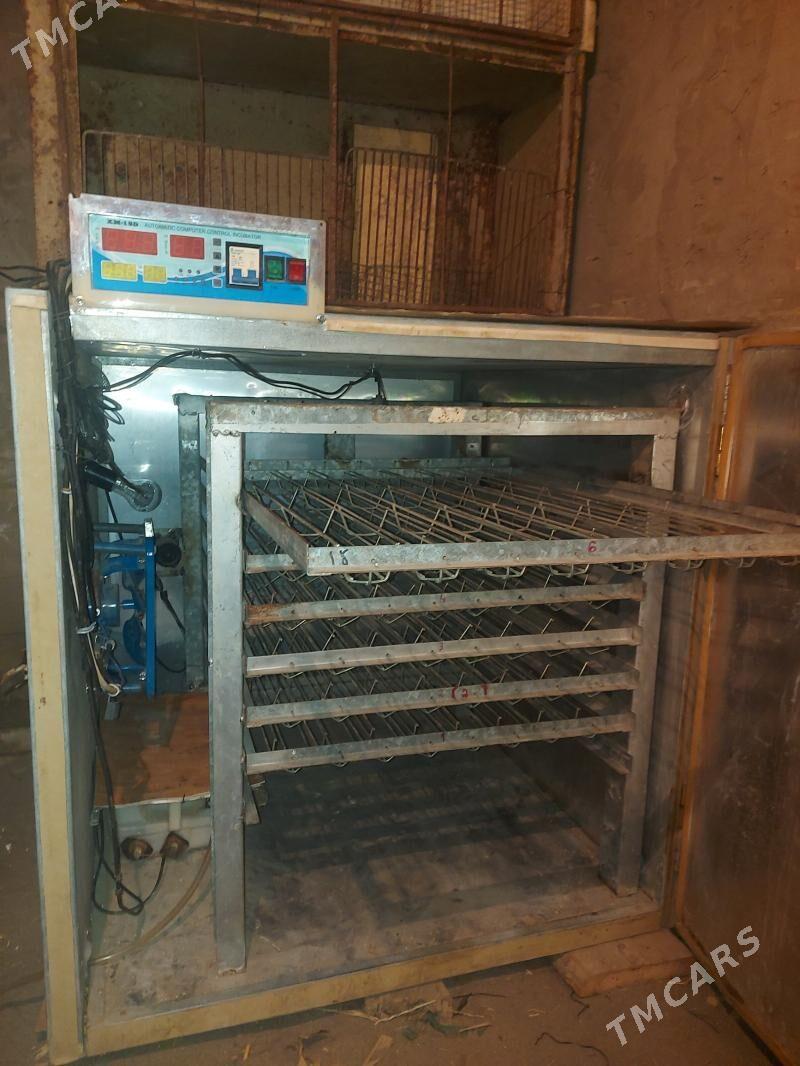 INKUBATOR - Türkmenabat - img 4