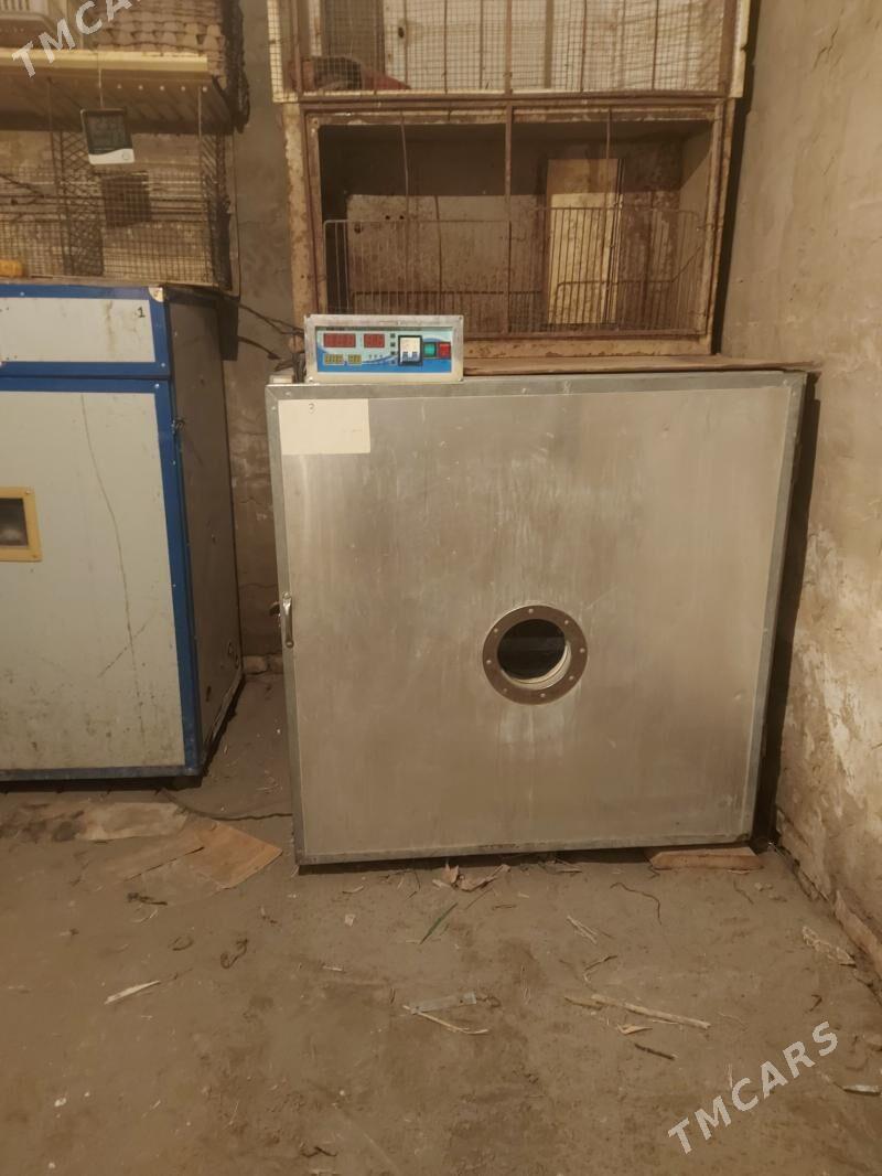 INKUBATOR - Türkmenabat - img 3