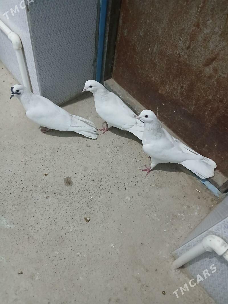 kepderi - Gyzylarbat - img 1