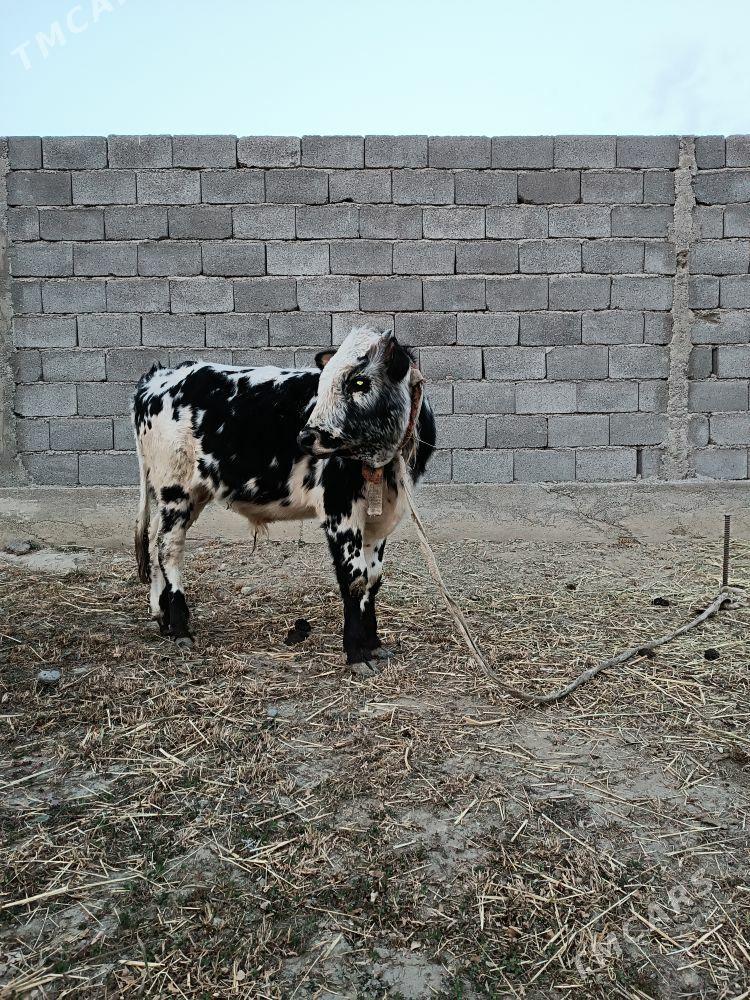 OKUZLER - Гёкдепе - img 1