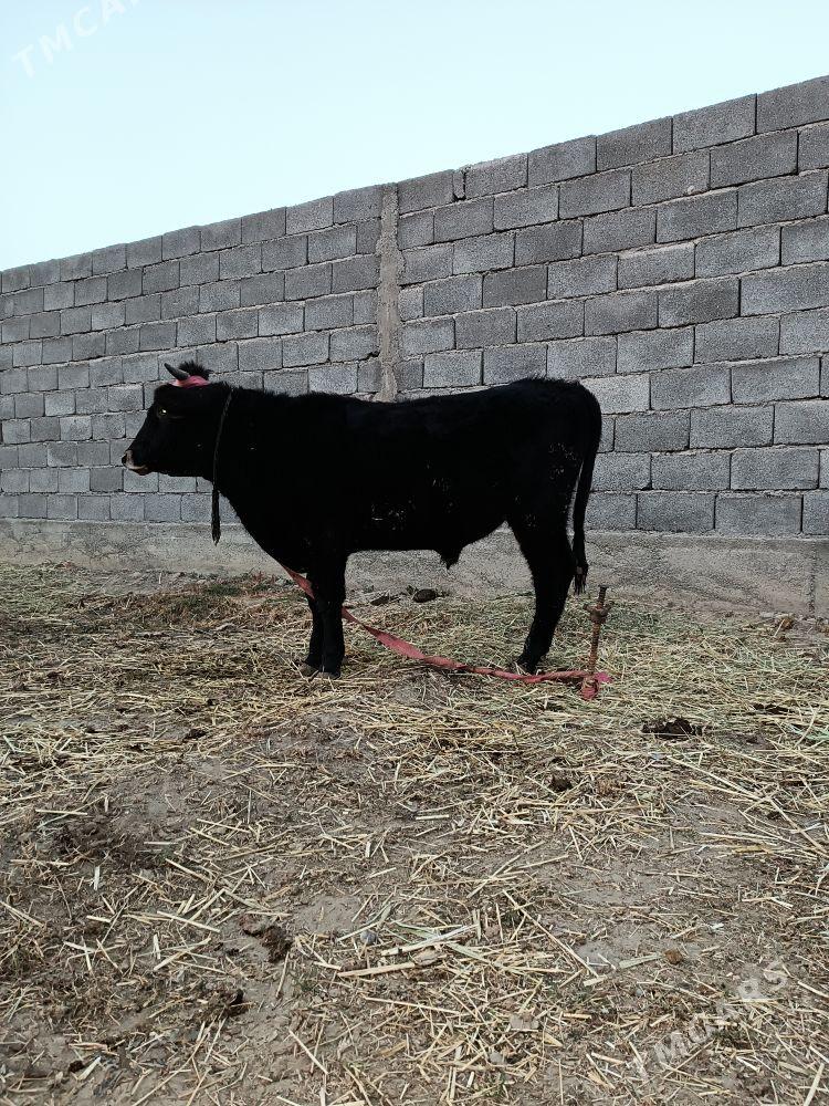 OKUZLER - Гёкдепе - img 2