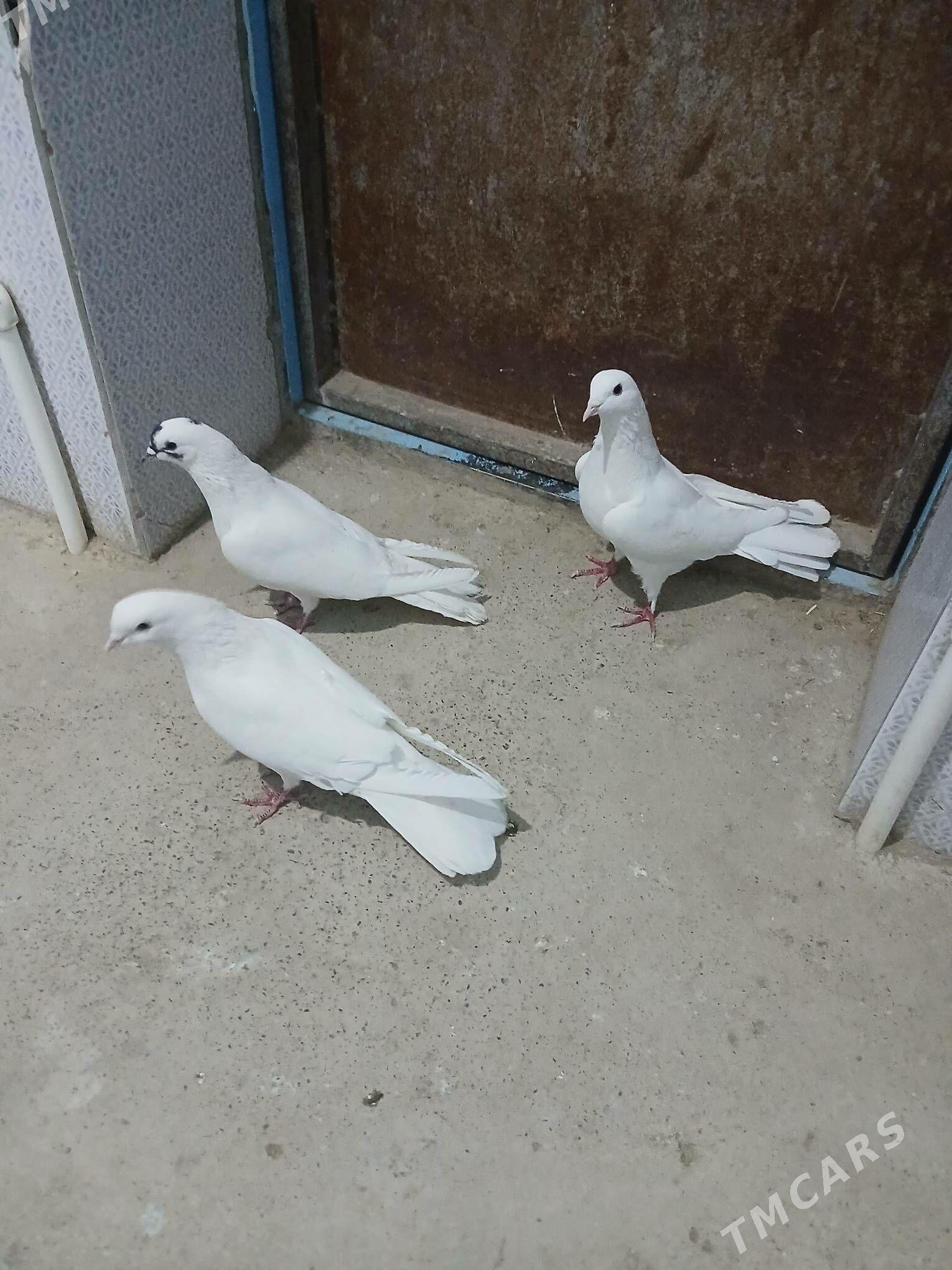 kepderi - Gyzylarbat - img 2