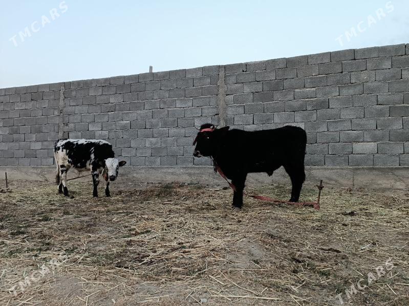 OKUZLER - Гёкдепе - img 3