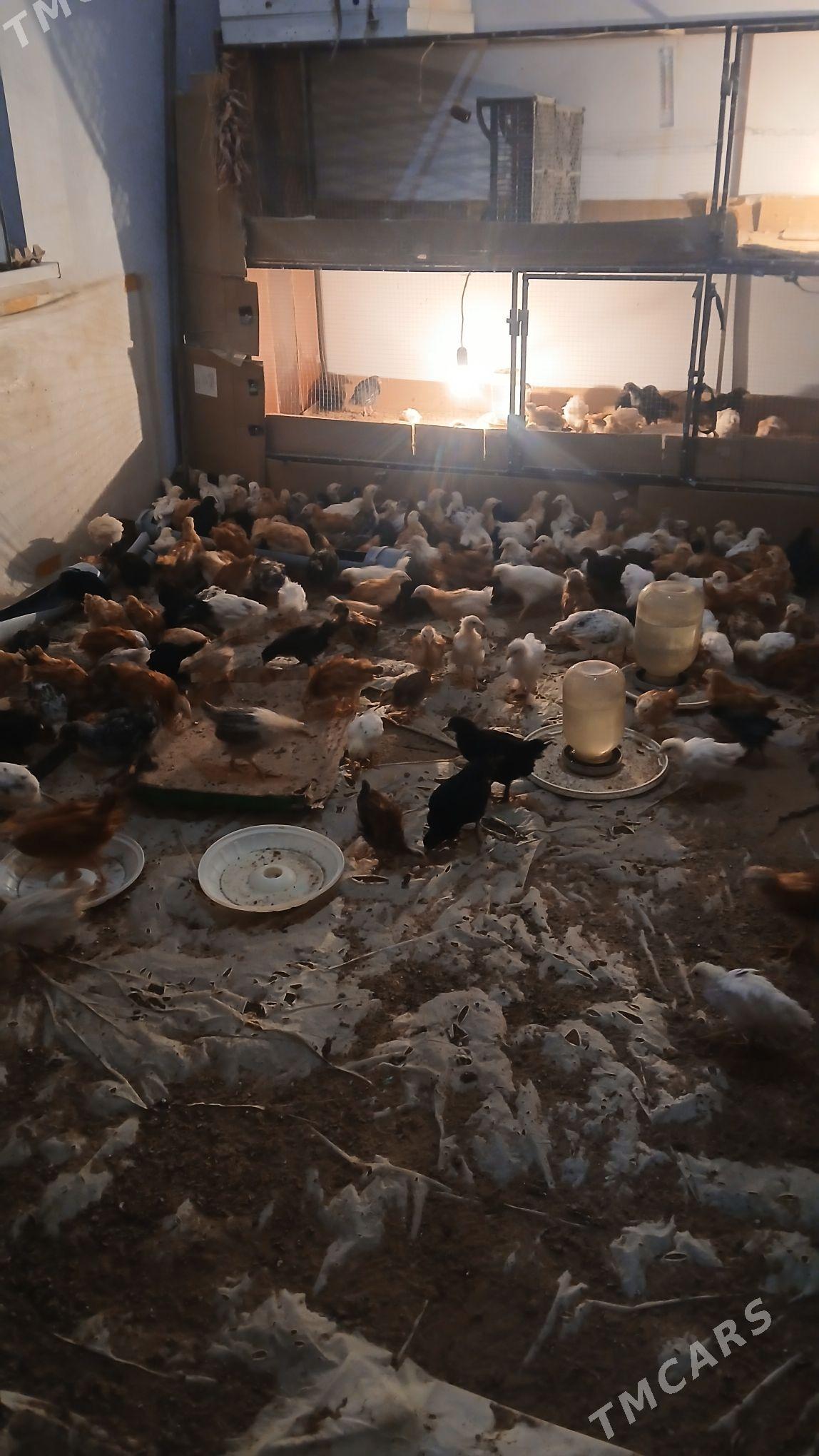 towu juyje - Murgap - img 2