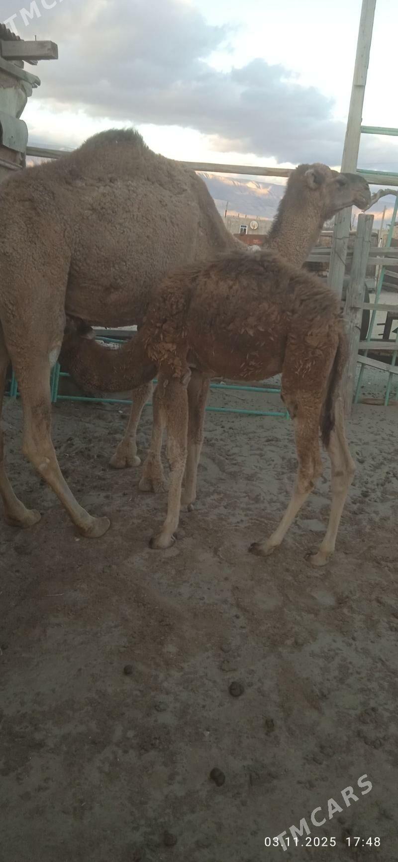 Torumly Düye - Балканабат - img 4