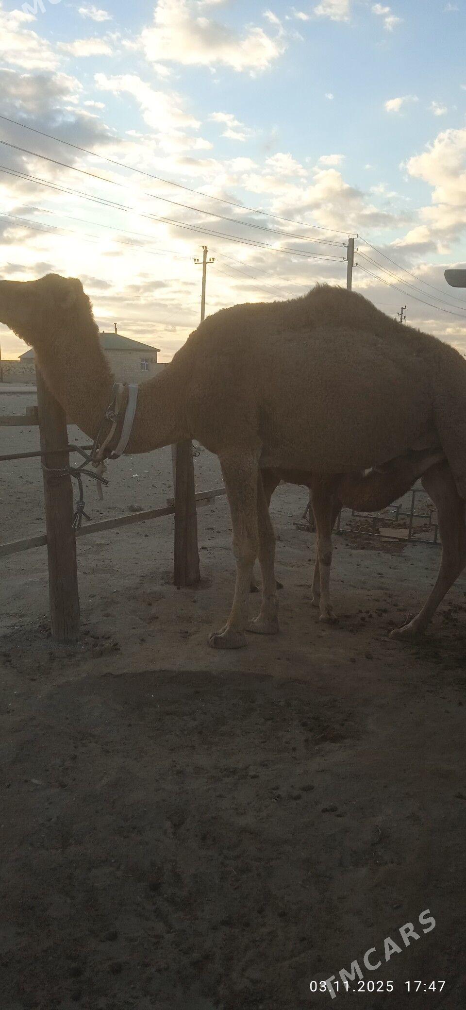 Torumly Düye - Балканабат - img 3