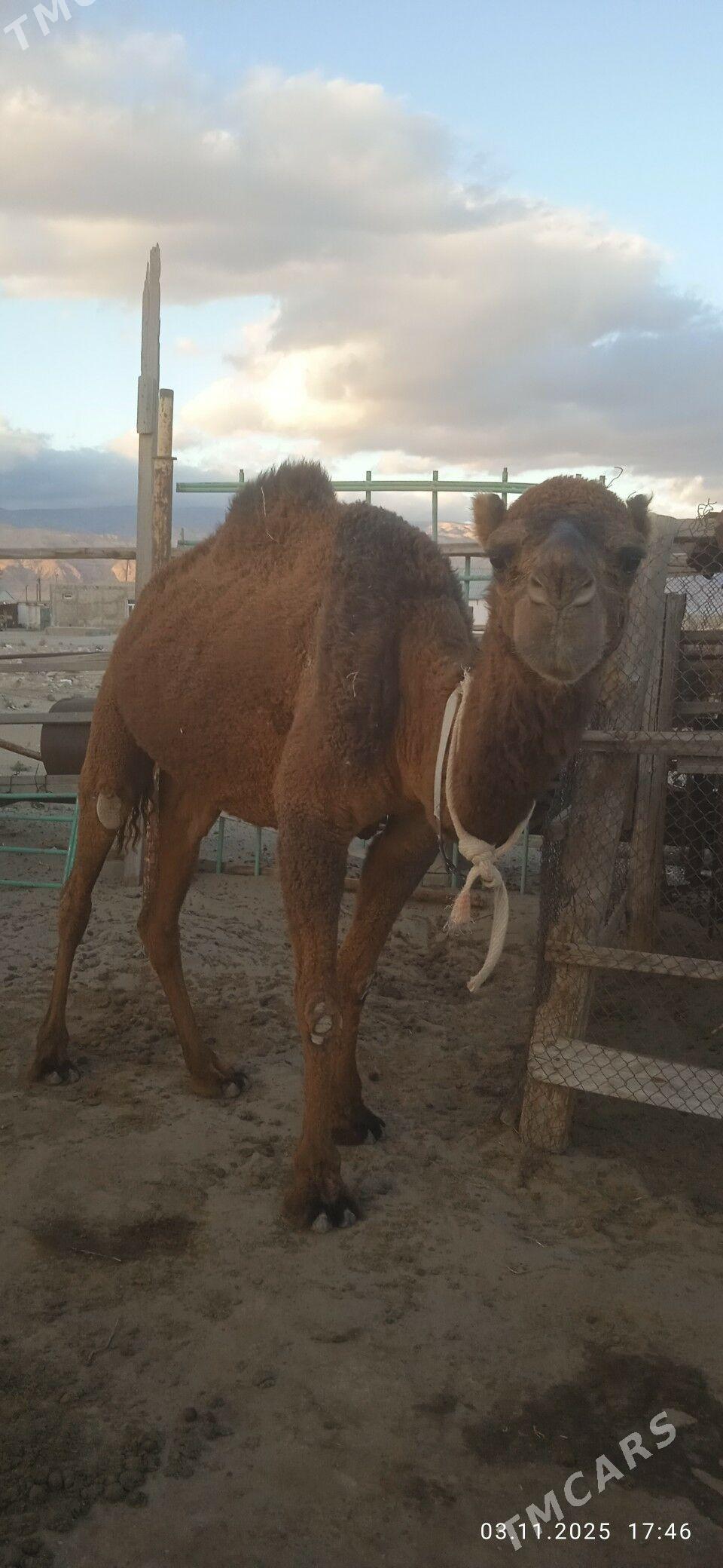 Torumly Düye - Балканабат - img 5