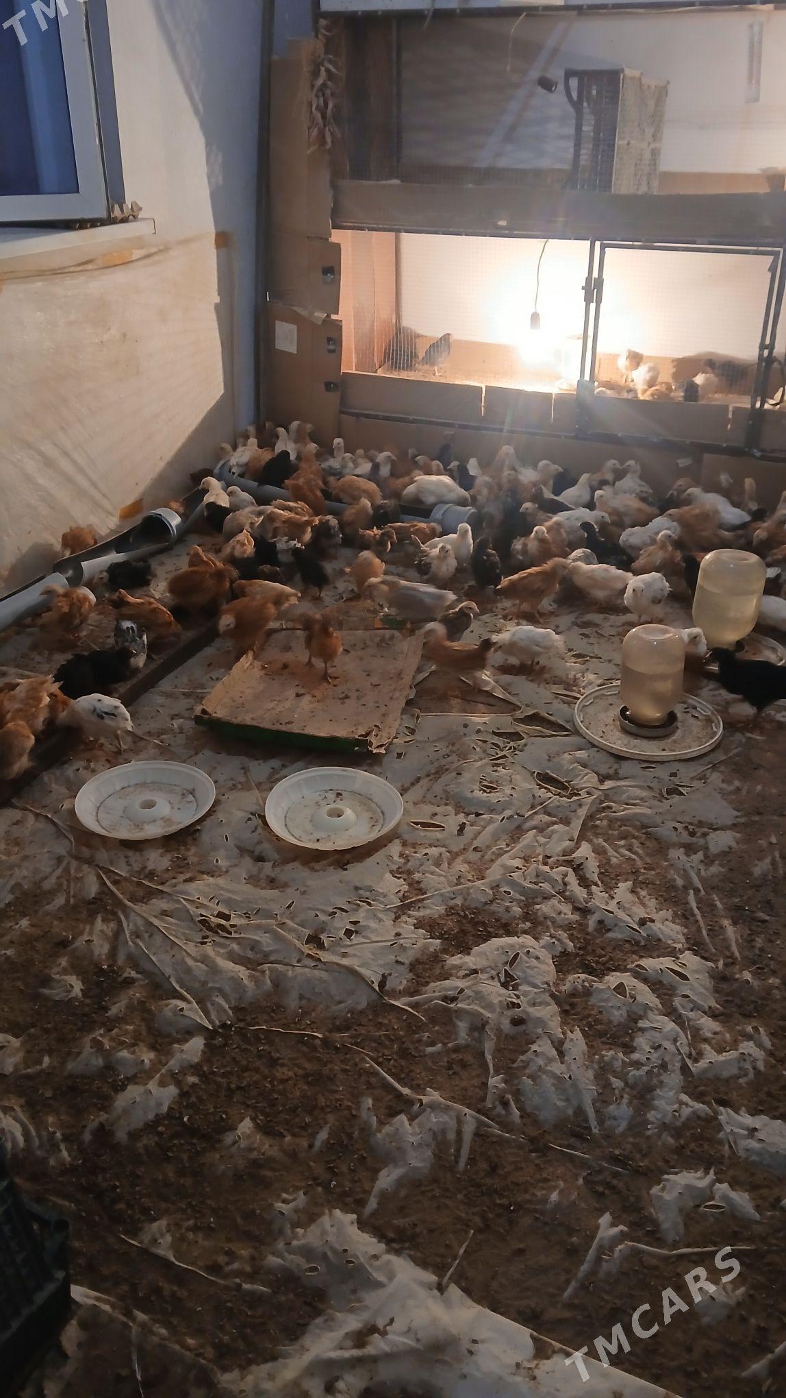 towu juyje - Murgap - img 3