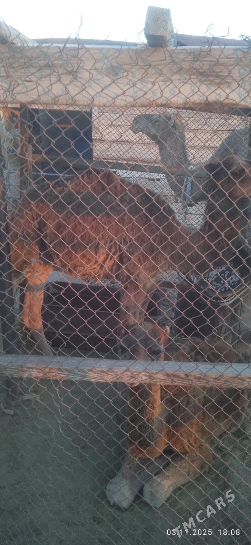 Torumly Düye - Балканабат - img 2