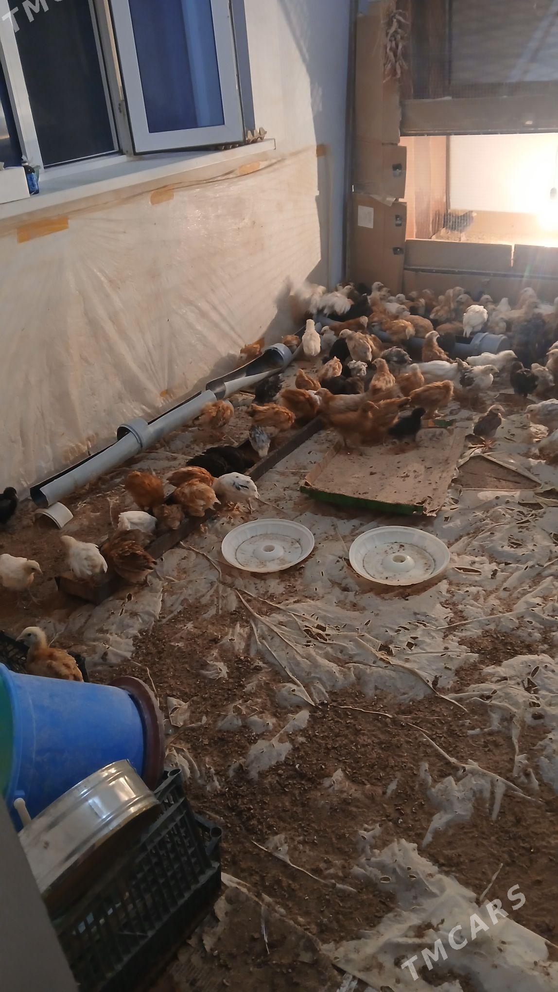 towu juyje - Murgap - img 4