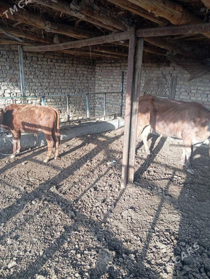 Saglyk sygyr - Çärjew - img 1