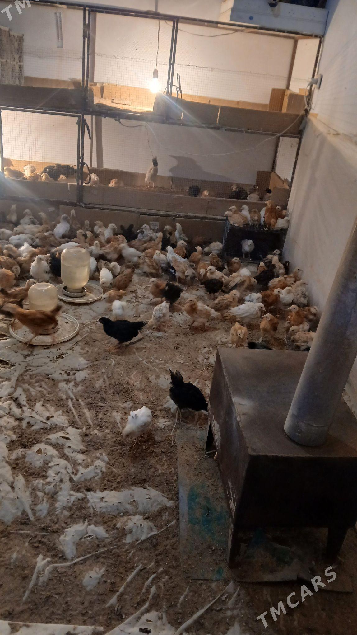 towu juyje - Murgap - img 5