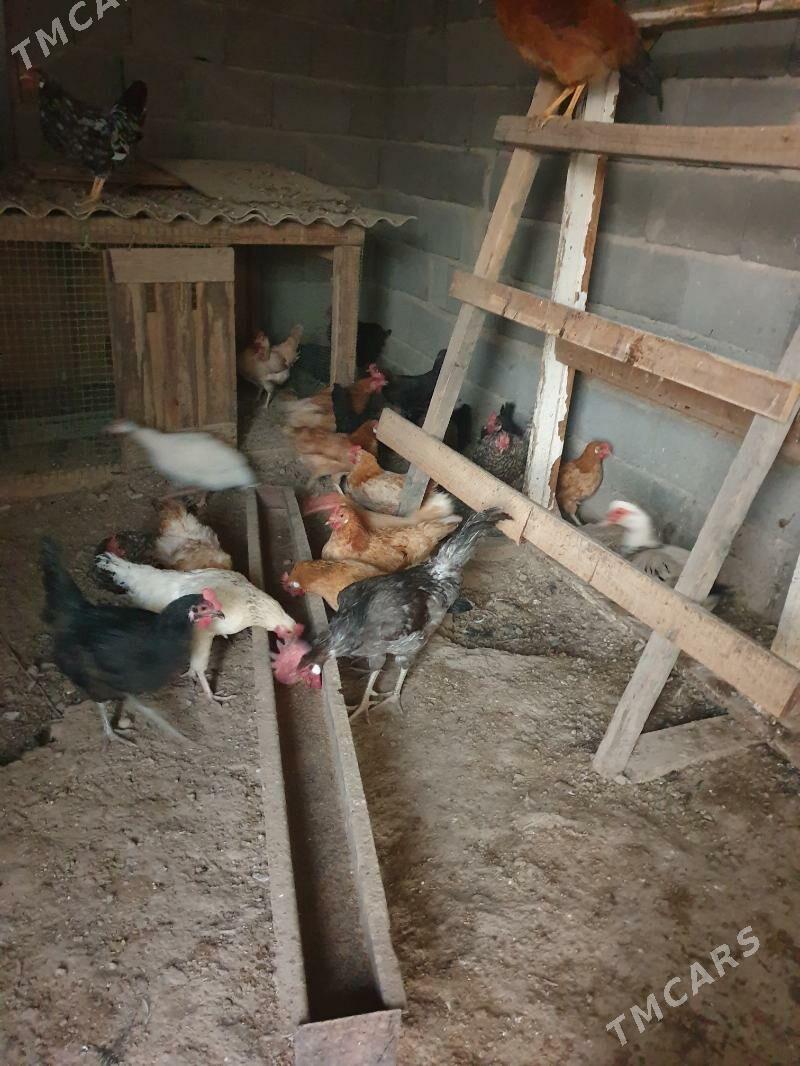 towuk - Кака - img 3