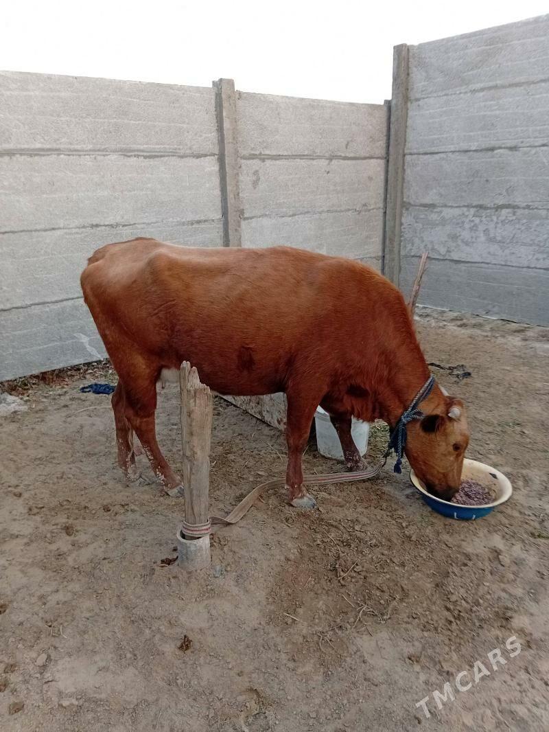 goleli sygyr - Сакарчага - img 4