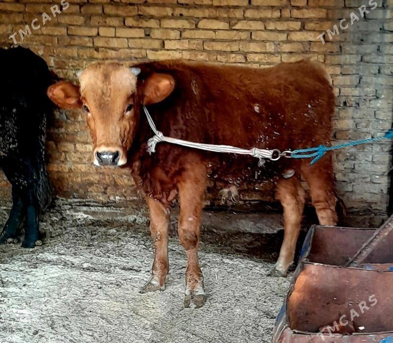 Okuz - Türkmenabat - img 2