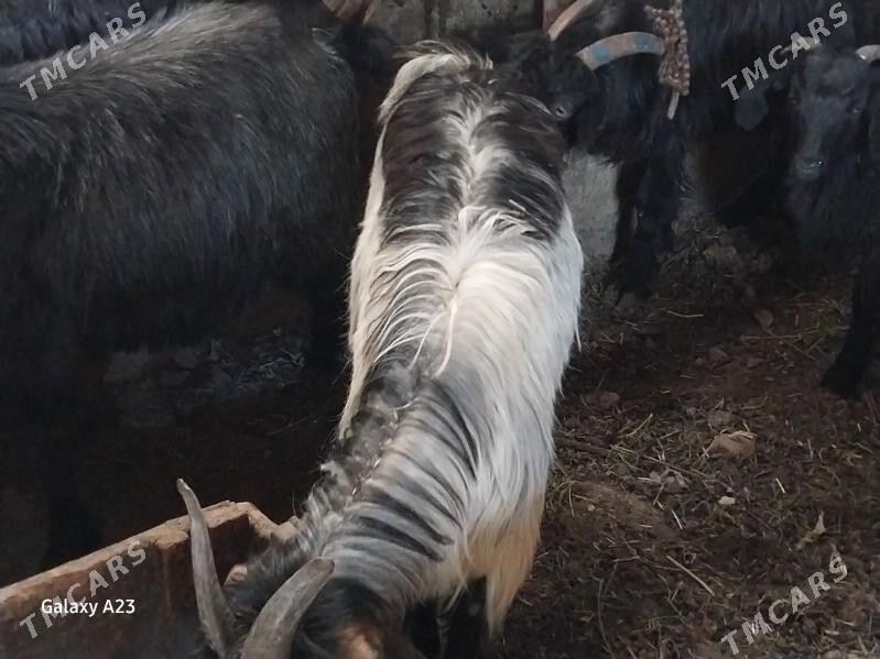 biçilen erkeç - Кëши - img 5