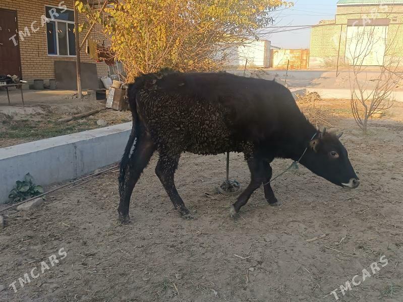 unajyn - Çärjew - img 3