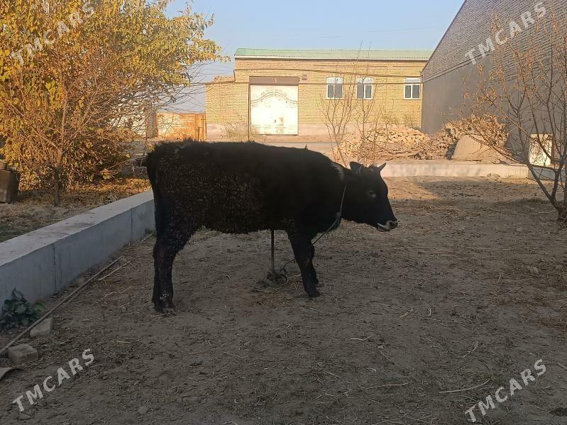 unajyn - Çärjew - img 2