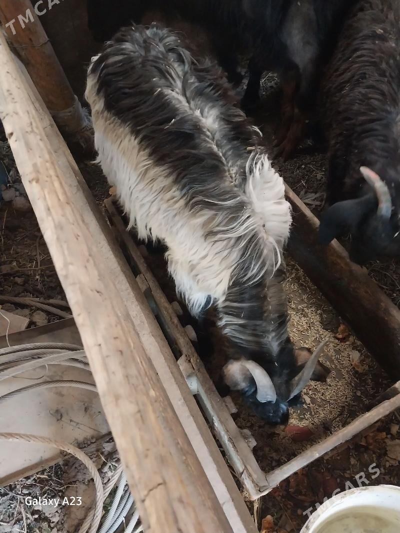 biçilen erkeç - Кëши - img 1