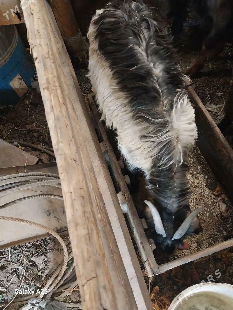 biçilen erkeç - Кëши - img 3